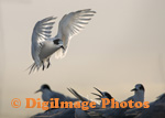 White Fronted Terns