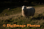 Sheep 0141